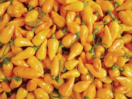 Datil Peppers