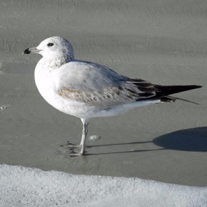 shorebird