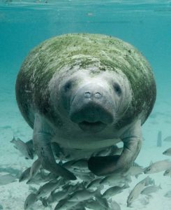 Manatee-beach-marine-life