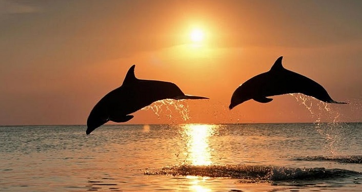 Image of 2 dolphins jumping out of water with sunset in the background seen during Sunset Dolphin Walk