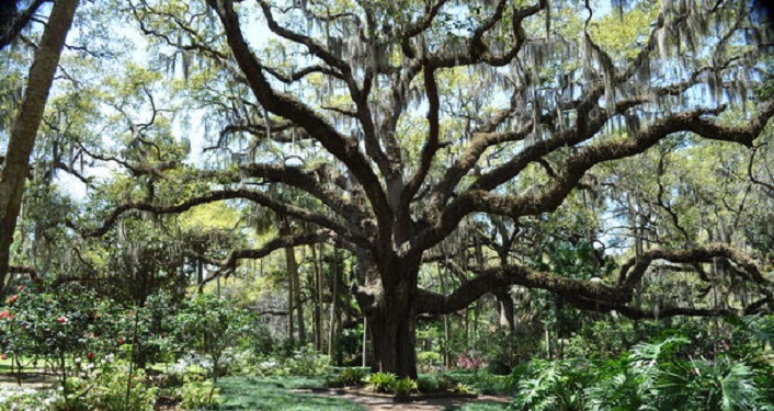 Join us to celebrate National Public Lands Day at Washington Oaks!