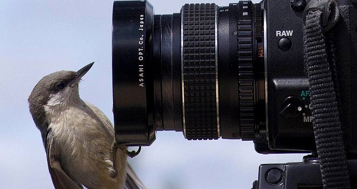 Image of small bird perched on camera photo lens, Photo Scavenger Hunt