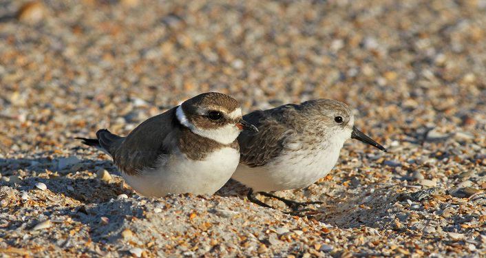 Guided Bird Walk at Anastasia