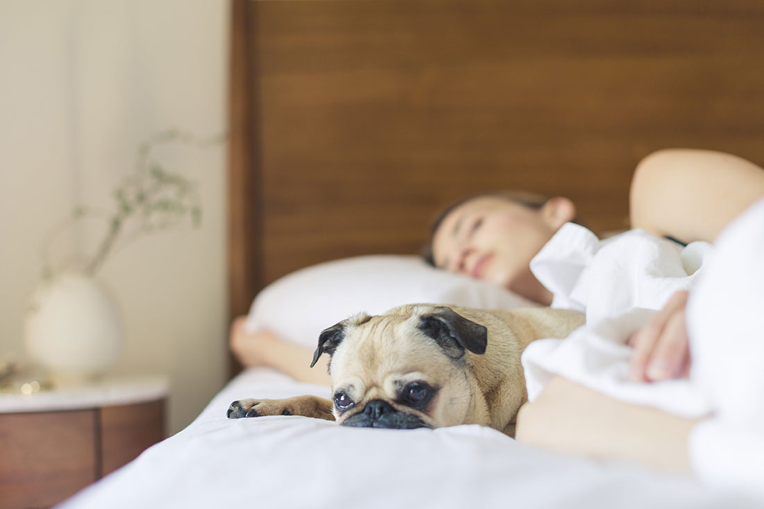 pet-dog-on-bed