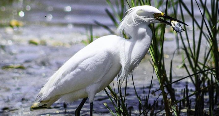 Snowy egret holding small fish in its' mouth