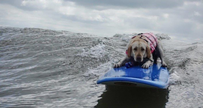 dog on a surfboard on the ocean during Pups and Sups Dog Surfing Event