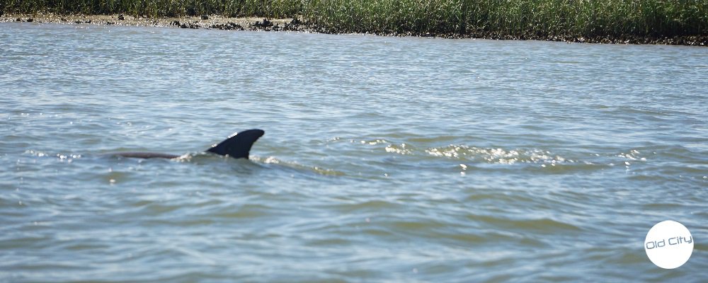 Image contains a dolphin fin in the water.