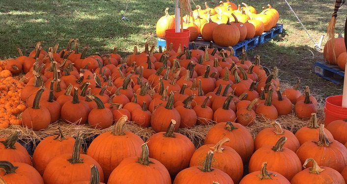 photo of pumpkins of all sizes spread out on the ground at the Pumpkin Patch at Shores United Methodist