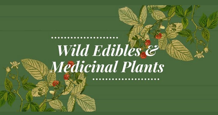 text in white on green background; Wild Edibles & Medicinal Plants. Image in bottom left and top right of green leaves and red berries