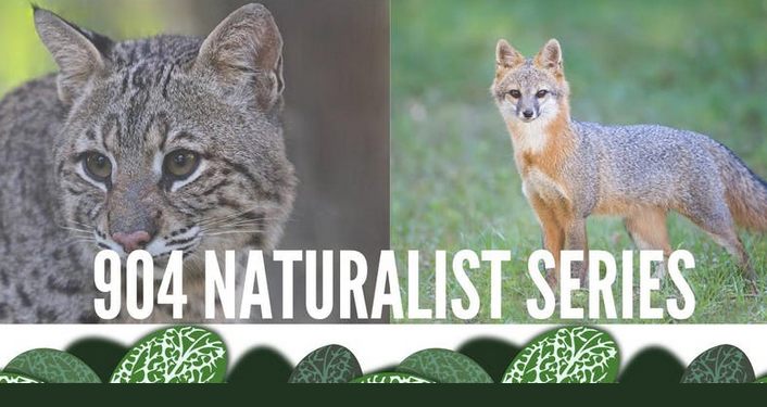 image on left is wild cat, image on right is coyote