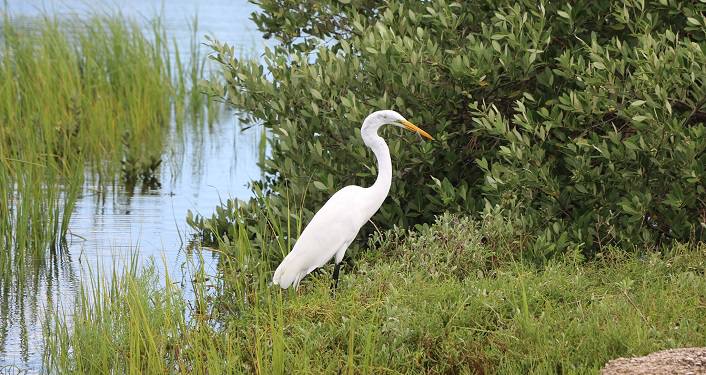Discovery Marsh Walk