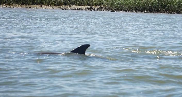 dolphin in the water