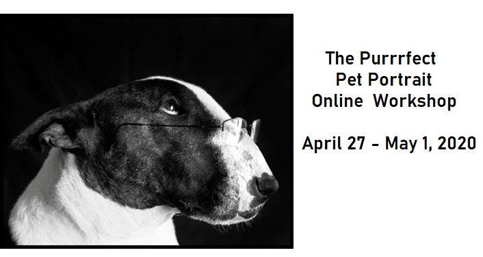 The Purrrfect Pet Portrait Online Workshop; image of dog with spectacles on