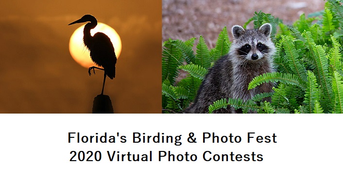 image on left crane silhoutted in sunrise; image to right is a raccoon, Florida's Birding & Photo Fest Virtual Photo Contests