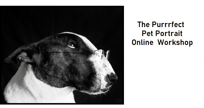 Purrrfect Pet Portrait Online Workshop
