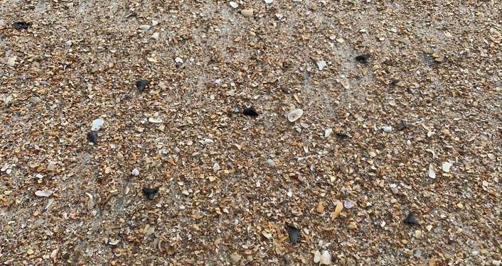 Shark Tooth Exploration on SJC Beaches