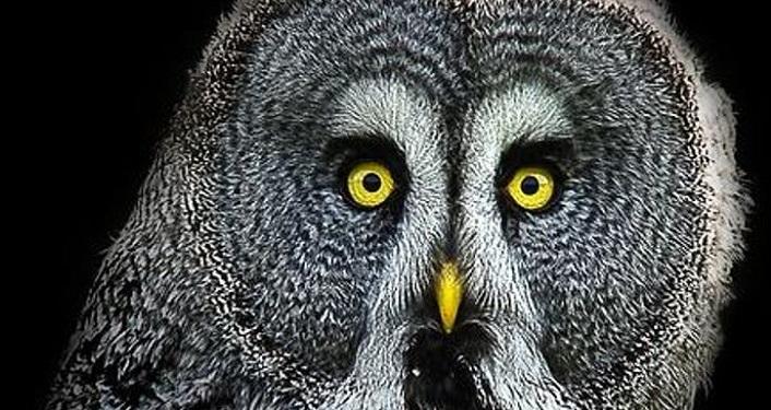 owl seen during Owl Prowl