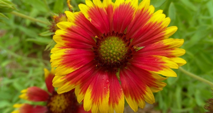 Florida's Wildflowers Zoom EVent