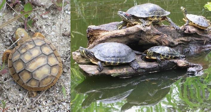 Turtles of Florida Zoom Event