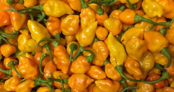 Battle of the Datil