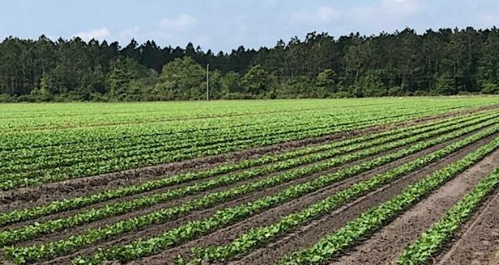 St Johns County Farm Tour