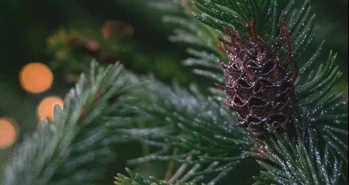 St. Augustine Orchestra Holiday Concert