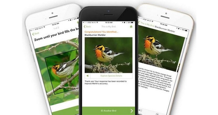 Birding Apps for Beginners Program