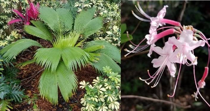 Grand Opening St. Johns Botanical Garden