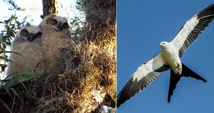 Family Bird Walk