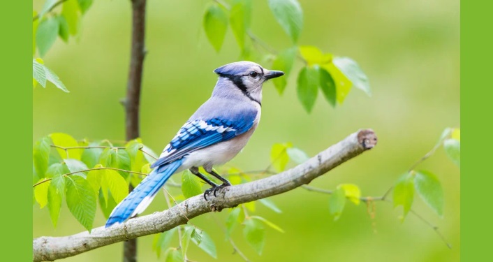 Homeschool Birding Program